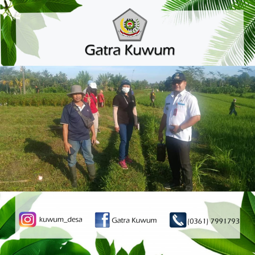 PENGENDALIAN HAMA TIKUS BERSAMA KABID DINAS PERTANIAN KAB. BADUNG